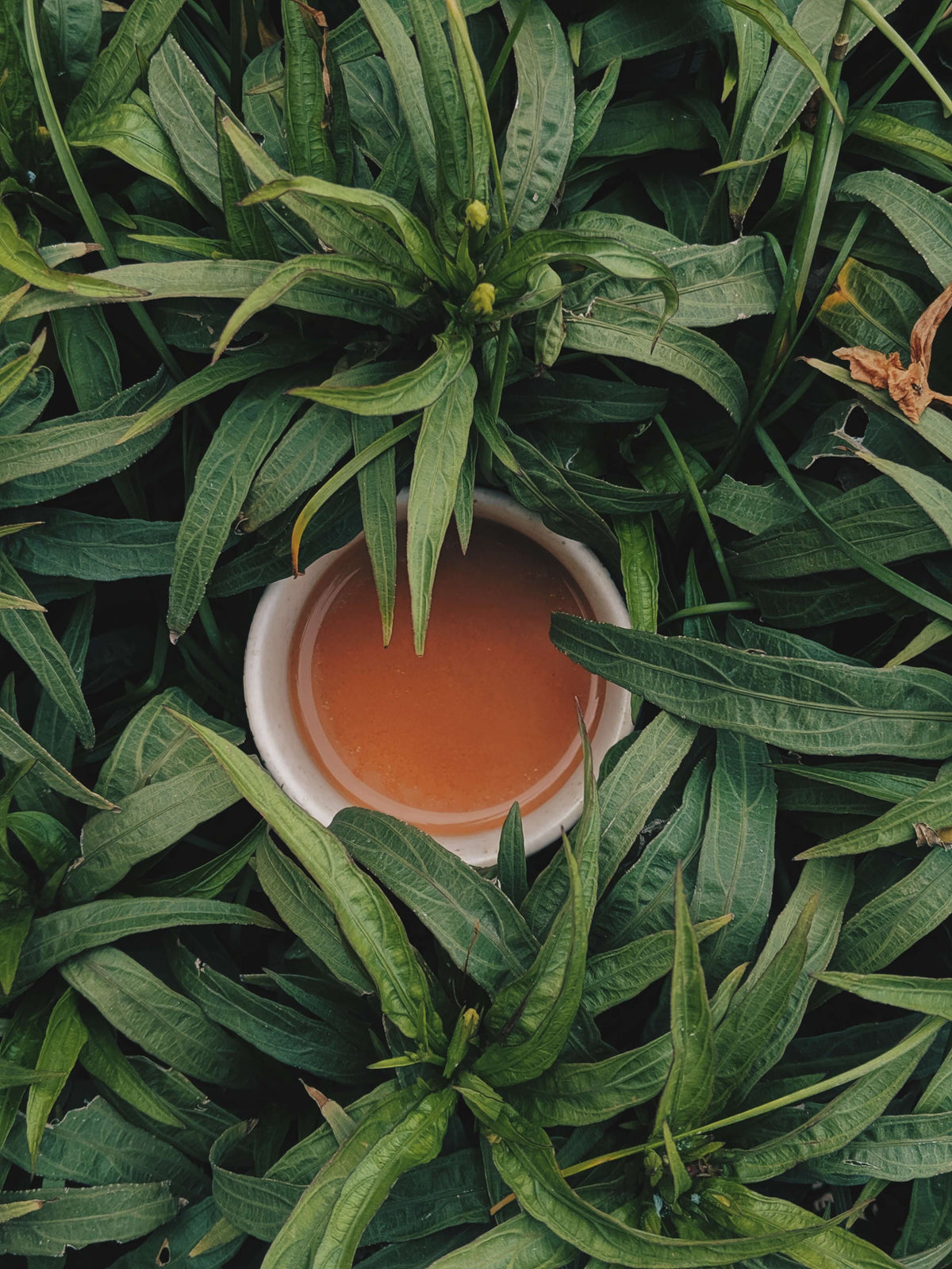 kava drink and leaves